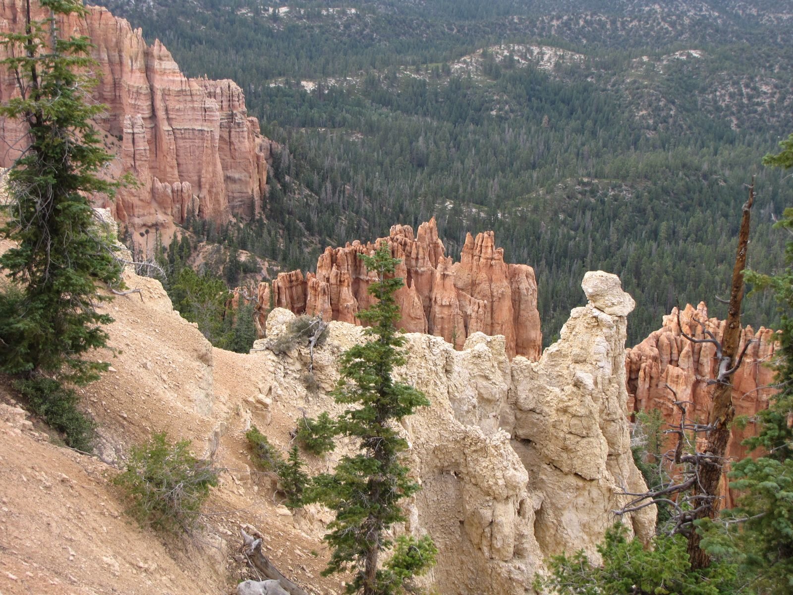 Close view of pale and orange hoodoos at Bryce Canyon